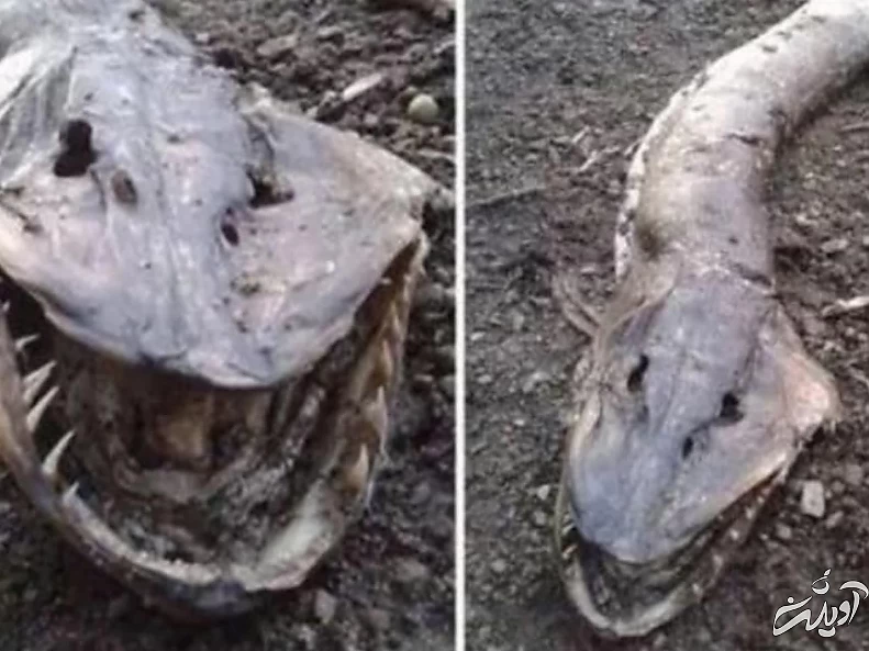 عجیب ترین موجوداتی که در سواحل دریاها کشف شدند